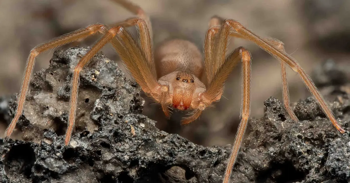 Araña violinista en Baja California: cómo identificarla, dónde se esconde y cómo protegerte