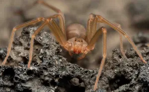 Araña violinista en Baja California: cómo identificarla, dónde se esconde y cómo protegerte
