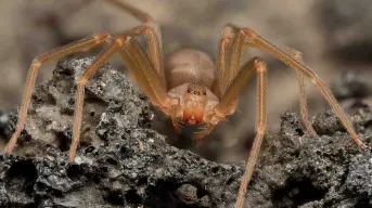 Araña violinista en Baja California: cómo identificarla, dónde se esconde y cómo protegerte