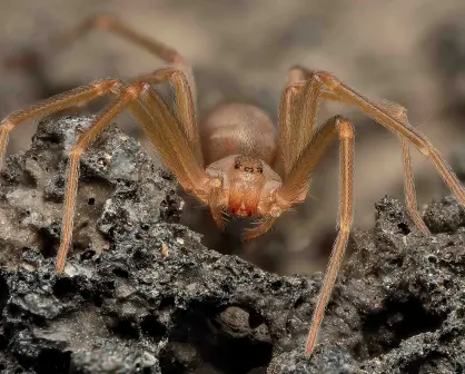 Araña violinista en Baja California: cómo identificarla, dónde se esconde y cómo protegerte