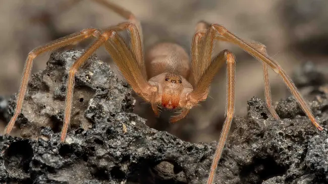 Conoce más sobre la araña violinista que habita en Baja California. Foto: Cortesía