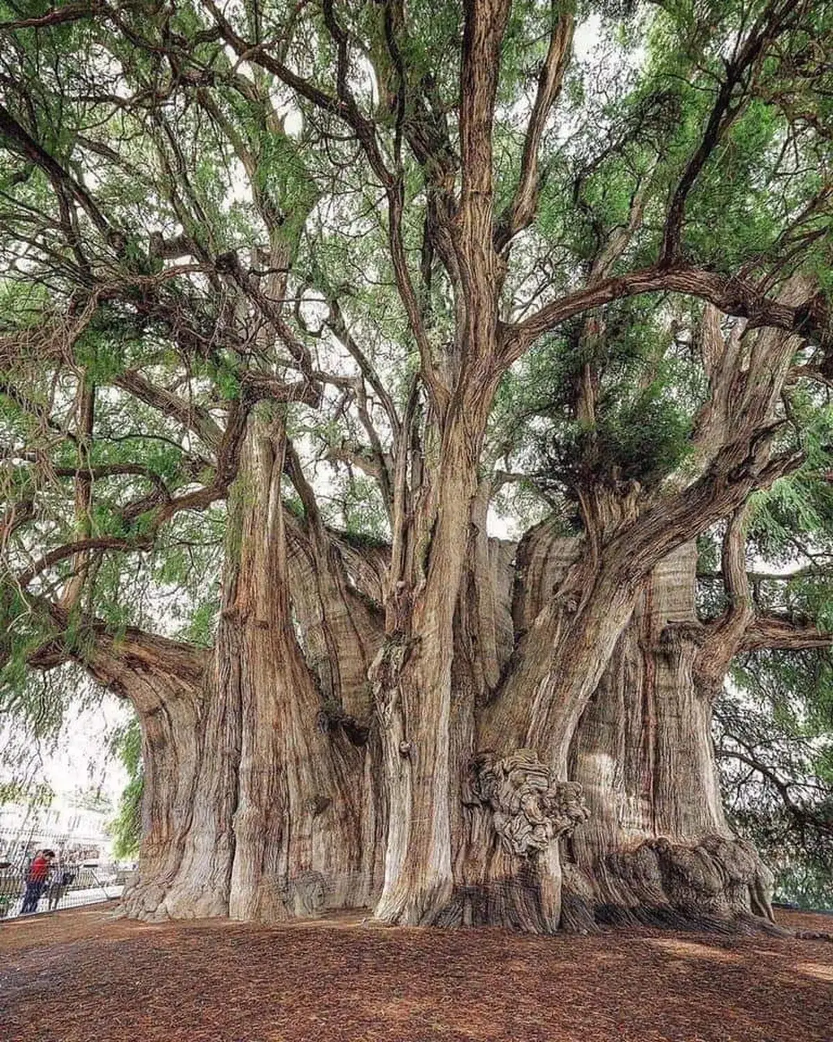 El Árbol del Tule tiene más de 2 mil años de edad y se encuentra en Oaxaca. Foto: México Viajando