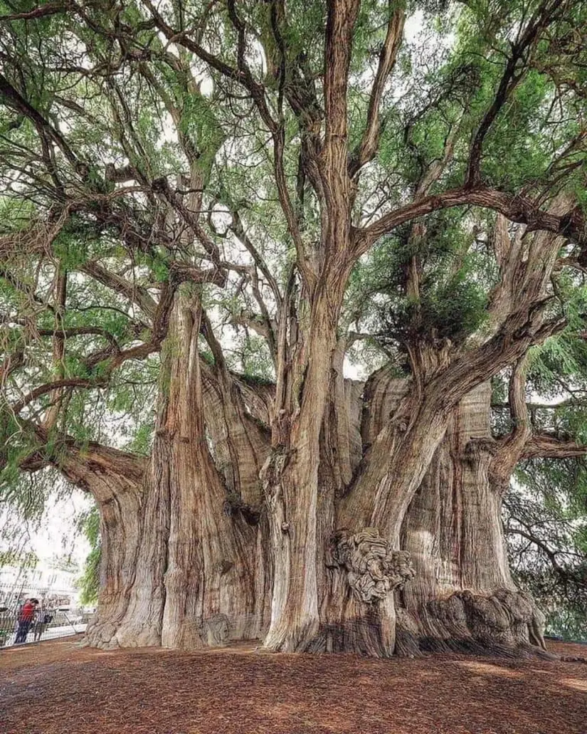 El Árbol del Tule: el gigante de Oaxaca con más de 2 mil años de edad El Árbol del Tule tiene más de 2 mil años de edad y se encuentra en Oaxaca. Foto: México Viajando