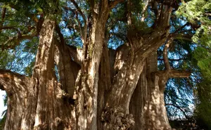El Árbol del Tule: el gigante de Oaxaca con más de 2 mil años de edad