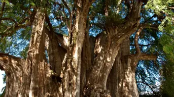 El Árbol del Tule: el gigante de Oaxaca con más de 2 mil años de edad