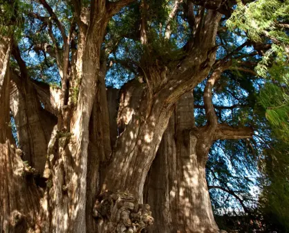 El Árbol del Tule: el gigante de Oaxaca con más de 2 mil años de edad