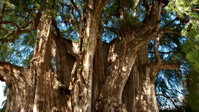 El Árbol del Tule ha sido testigo de la historia por más de 2 mil años. Foto: México Viajando