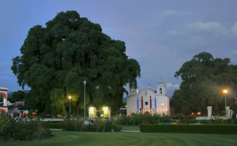 El Árbol del Tule: el gigante de Oaxaca con más de 2 mil años de edad Este ahuehuete milenario se encuentra en el poblado de Santa María del Tule. Foto: México Viajando