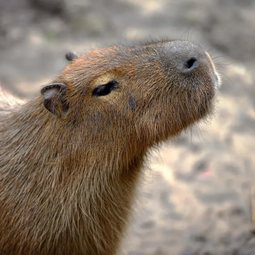 Capibaras en el Zoológico Guadalajara. Foto: Facebook Zoológico Guadalajara 