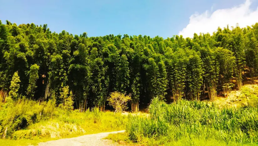 El increíble bosque de bambú en Teziutlán, Puebla. Foto: México desconocido. El increíble bosque de bambú en Teziutlán, Puebla. Foto: México desconocido.