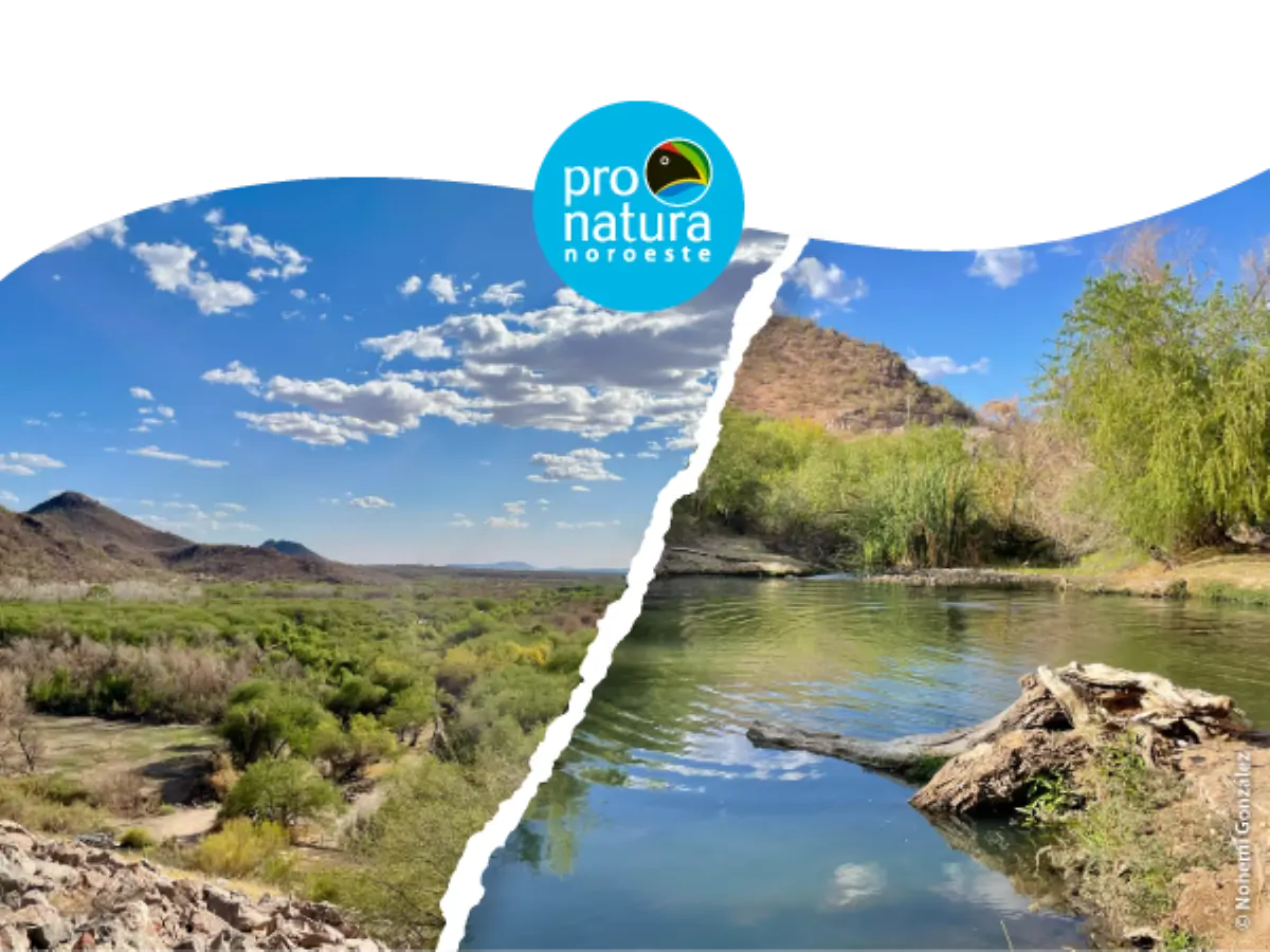 Corredor Verde Río Sonora. Un proyecto sustentable para transformar Hermosillo