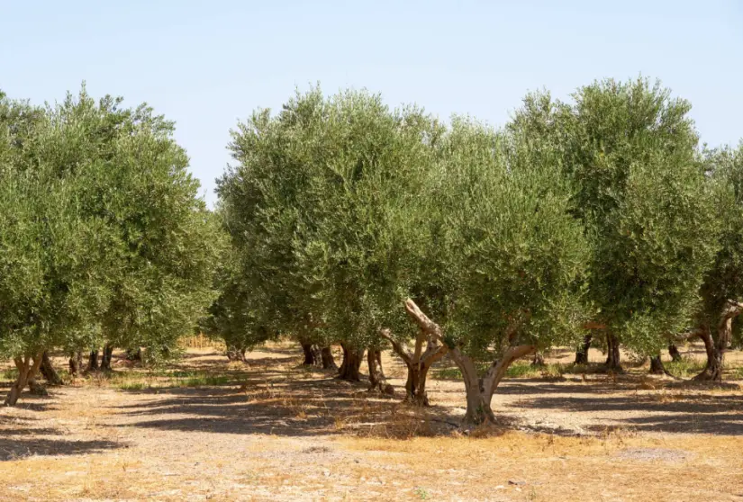 Cultivo de olivos. Foto: cortesía Cultivo de olivos. Foto: cortesía.