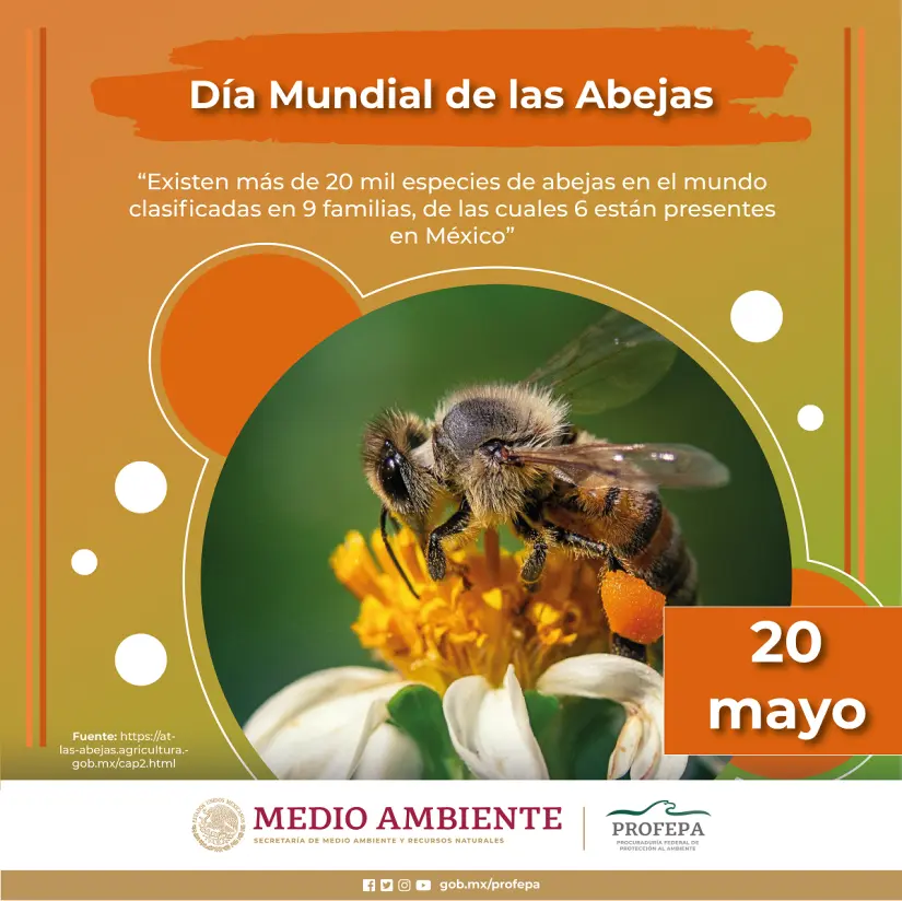 El 20 de mayo Naciones Unidas declararon el Día mundial de las abejas. Foto: Cortesía. El 20 de mayo Naciones Unidas declararon el Día mundial de las abejas. Foto: Cortesía.