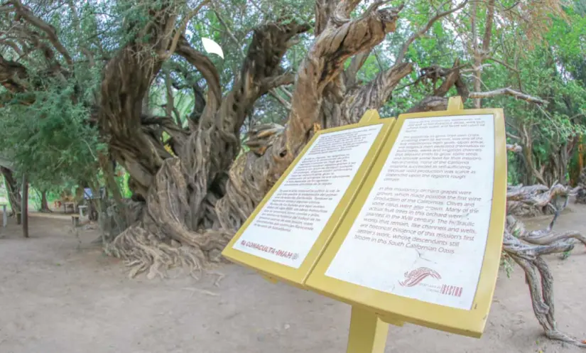 Olivo de San Javier en Baja California Sur. Foto: cortesía Olivo de San Javier en Baja California Sur. Foto: cortesía.