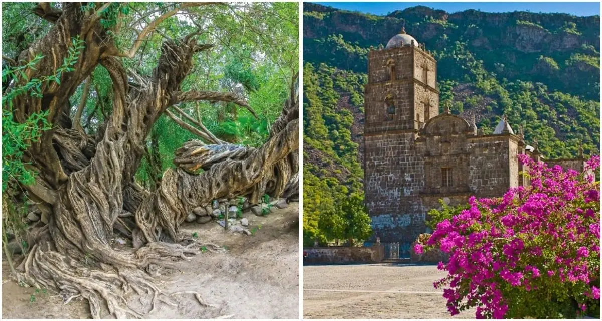 Conoce la historia de la llegada del olivo más antiguo de las tres californias a Baja California Sur. Foto: cortesía
