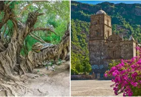 Conoce la historia del olivo de San Javier en Baja California Sur