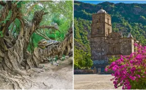 Conoce la historia del olivo de San Javier en Baja California Sur