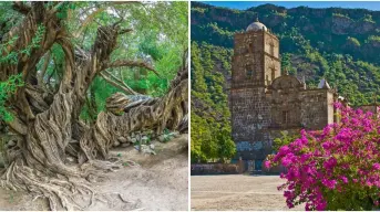 Conoce la historia del olivo de San Javier en Baja California Sur