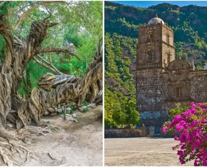 Conoce la historia del olivo de San Javier en Baja California Sur