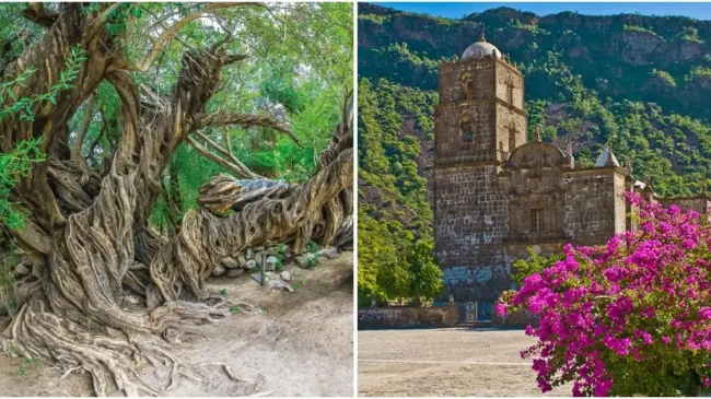 Conoce la historia de la llegada del olivo más antiguo de las tres californias a Baja California Sur. Foto: cortesía