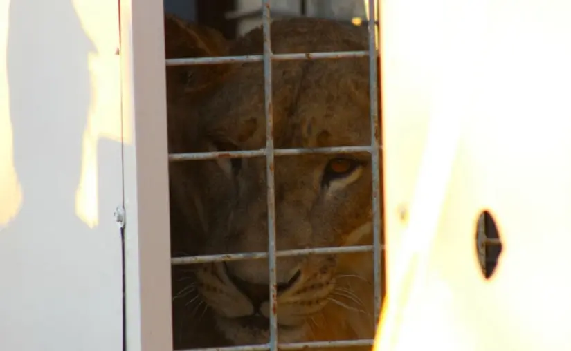 Un nuevo hogar: trasladan cientos de animales de Culiacán a Mazatlán con ayuda de César Millán Muchos de estos animales fueron víctimas de tráfico y maltrato en el pasado. Foto: Los Noticieristas