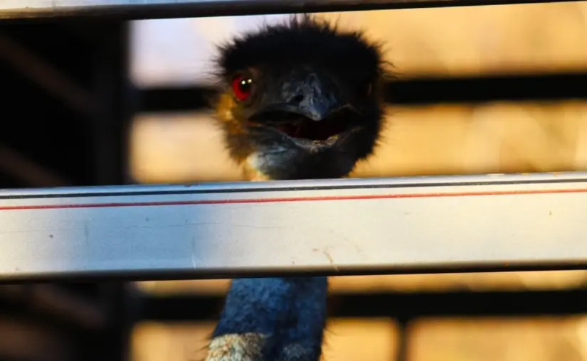 Un nuevo hogar: trasladan cientos de animales de Culiacán a Mazatlán con ayuda de César Millán Bioparc El Encanto será el nuevo hogar de estas especies. Foto: Los Noticieristas