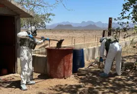 Operativos en Sinaloa: Golpes estratégicos al crimen con incautaciones récord y destrucción de narcocultivos