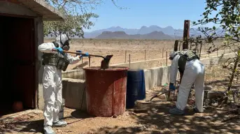Operativos en Sinaloa: Golpes estratégicos al crimen con incautaciones récord y destrucción de narcocultivos