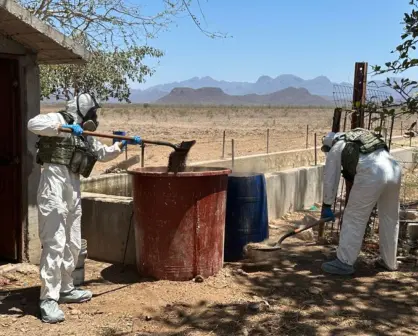 Operativos en Sinaloa: Golpes estratégicos al crimen con incautaciones récord y destrucción de narcocultivos