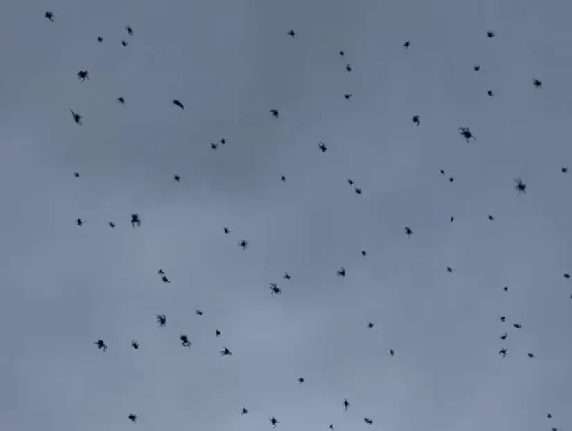 Estas arañas no son peligrosas para los humanos. Foto: Cortesía