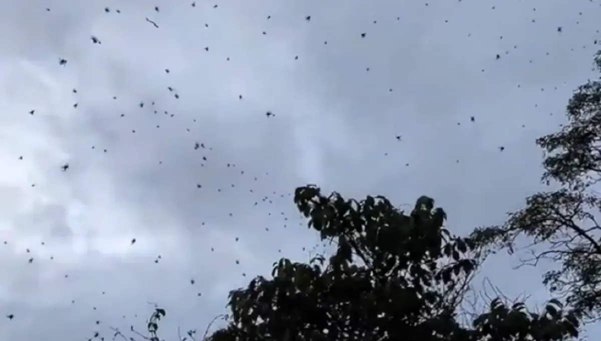 Uno de estos fenómenos sucedió en Brasil. Foto: Captura de pantalla