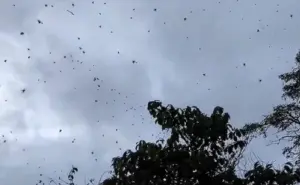 ¿Qué es el fenómeno lluvia de arañas y cuándo ocurre?