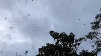 ¿Qué es el fenómeno lluvia de arañas y cuándo ocurre?