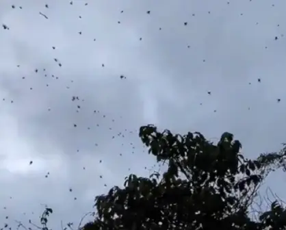 ¿Qué es el fenómeno lluvia de arañas y cuándo ocurre?