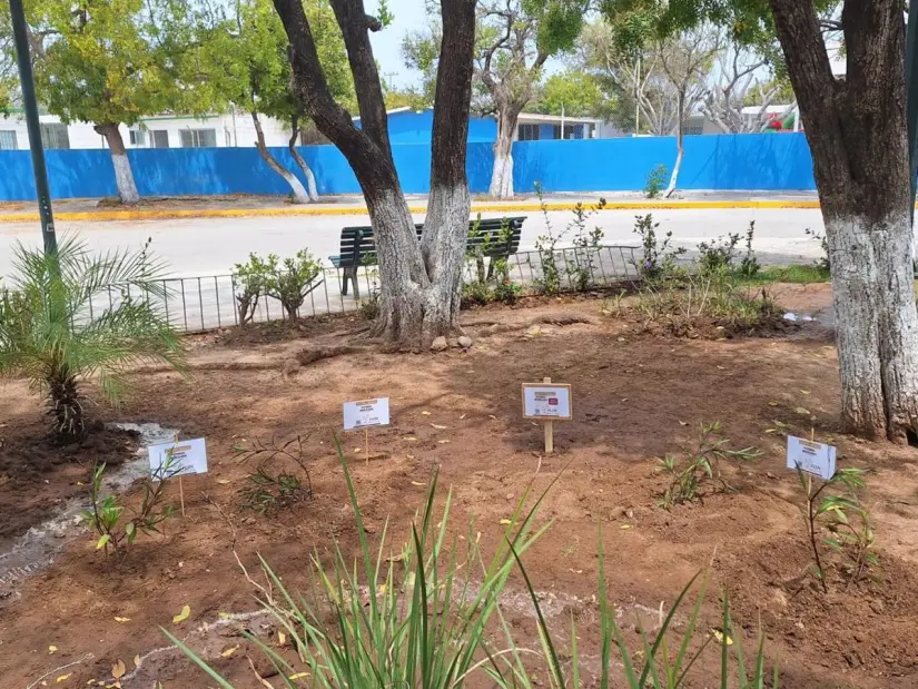 En está zona designada se plantó cuatro petunias que embellecerá el espacio. Foto: Cortesía. En está zona designada se plantó cuatro petunias que embellecerá el espacio. Foto: Cortesía.