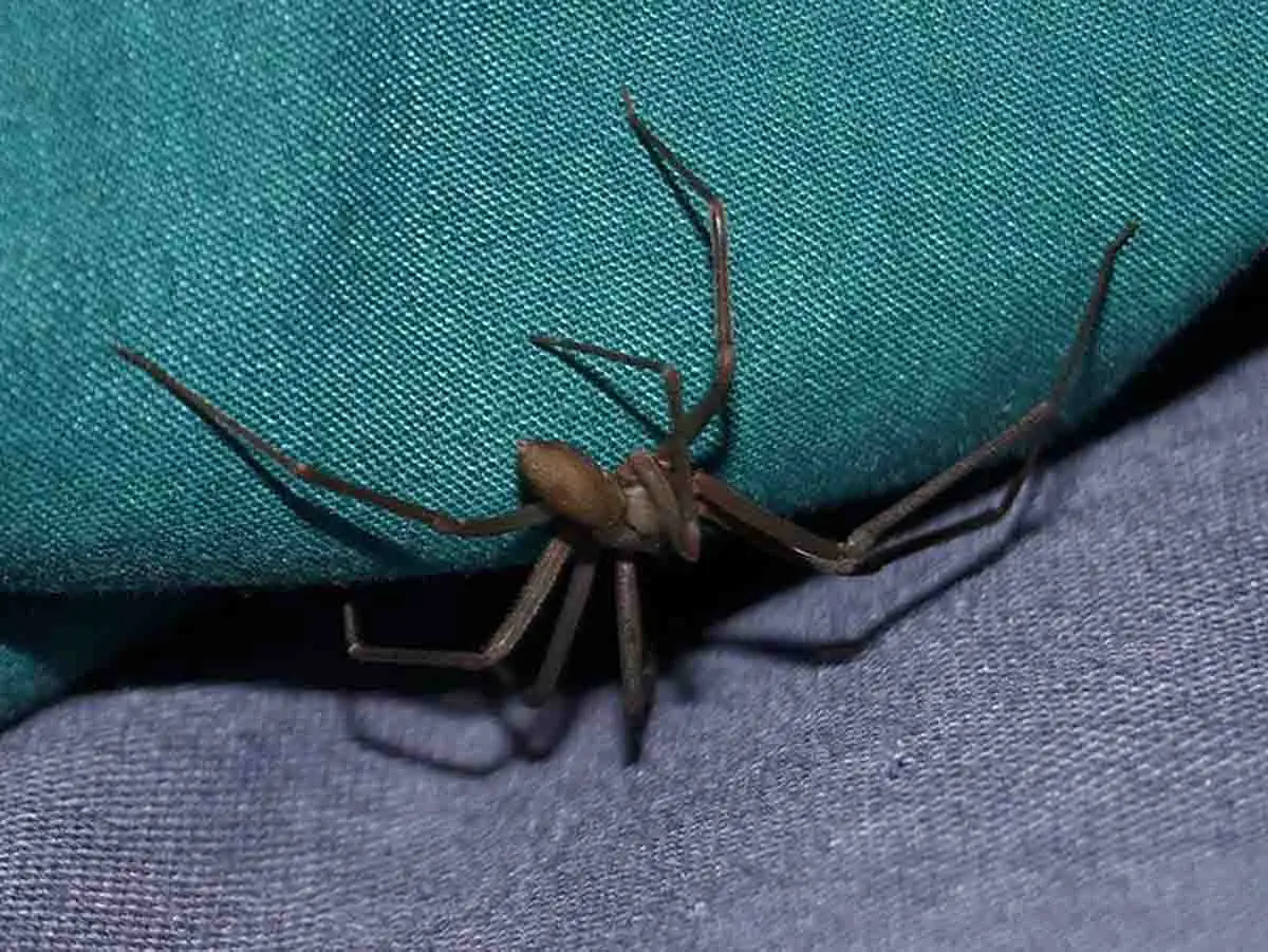 Esta araña tiene tres pares de ojos. Foto: Pixabay