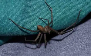 Araña violinista bebé; cómo identificarla y medidas de prevención