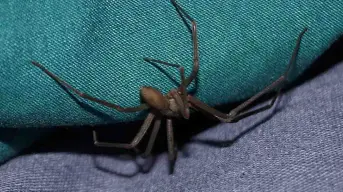 Araña violinista bebé; cómo identificarla y medidas de prevención