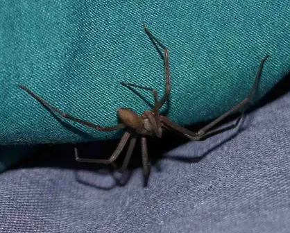 Araña violinista bebé; cómo identificarla y medidas de prevención
