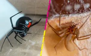 Araña violinista y viuda negra: ¿Cómo puedo identificar cada una?
