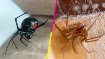 Araña violinista y viuda negra: ¿Cómo puedo identificar cada una?