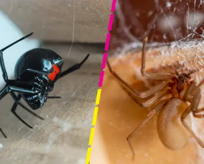 Araña violinista y viuda negra: ¿Cómo puedo identificar cada una?