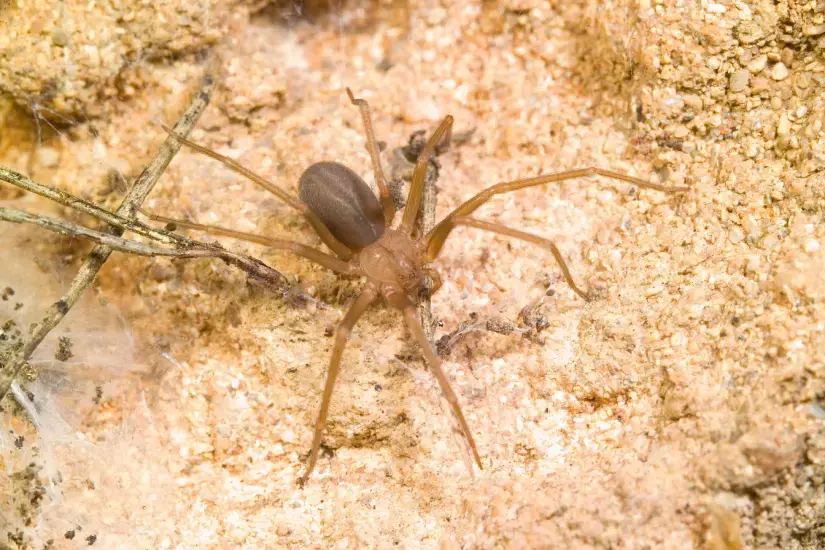 Cómo identificar araña violinista bebé México tiene más de 40 especies de esta araña. Foto: Cortesía