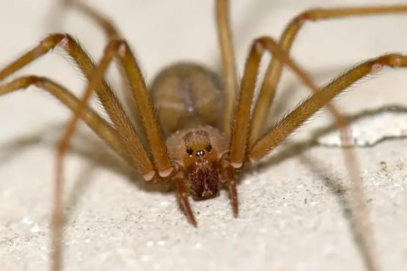 Cómo identificar araña violinista bebé La limpieza constante asegura que no aparezcan estas arañas. Foto: Cortesía