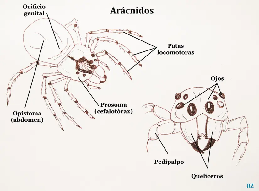 Diferencias entre araña violinista y viuda negra Anatomía de araña violinista. Foto: Cortesía