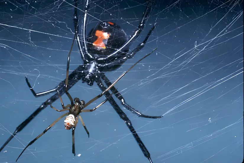 Diferencias entre viuda negra y araña violinista La viuda negra es fácil de identificar. Foto: Cortesía