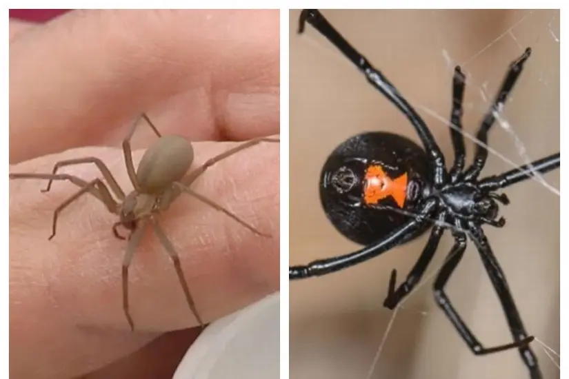 Diferencias entre viuda negra y araña violinista Amabas arañas tienen presencia en el territorio mexicano. Foto: Cortesía
