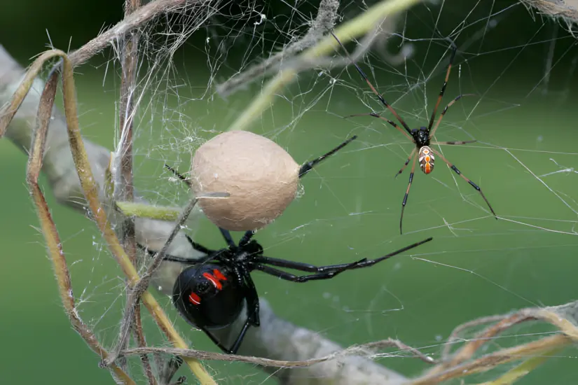 Diferencias entre araña violinista y viuda negra Lo fundamental es acudir por atención médica lo más pronto posible. Foto: Cortesía
