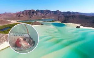 Avistamiento de pez remo en playa de Baja California Sur sorprende en redes sociales; ¿qué significa?