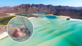 Avistamiento de pez remo en playa de Baja California Sur sorprende en redes sociales; ¿qué significa?